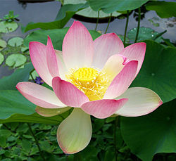 sacredlotusflower.jpg